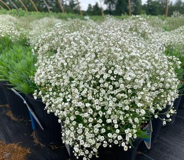 Gypsophila paniculata Summer Sparkles - Baby's Breath from Pleasant Run Nursery