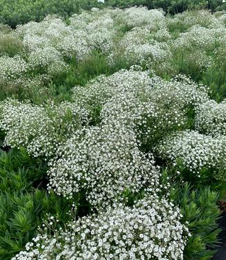 Gypsophila paniculata Summer Sparkles - Baby's Breath from Pleasant Run Nursery