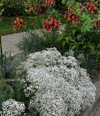 Gypsophila paniculata Summer Sparkles® - Baby's Breath from Pleasant Run Nursery