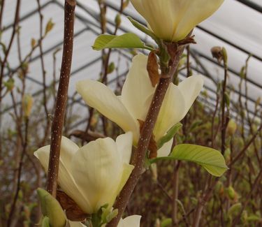 Magnolia x 'Elizabeth'