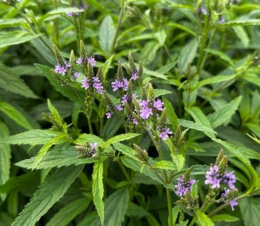 Verbena hastata - Blue Vervain from Pleasant Run Nursery