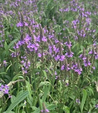 Verbena hastata - Blue Vervain from Pleasant Run Nursery