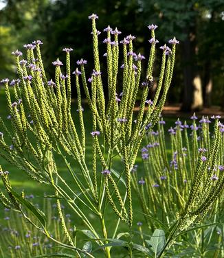 Verbena hastata - Blue Vervain from Pleasant Run Nursery