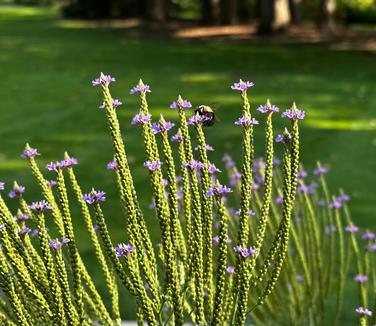 Verbena hastata - Blue Vervain from Pleasant Run Nursery