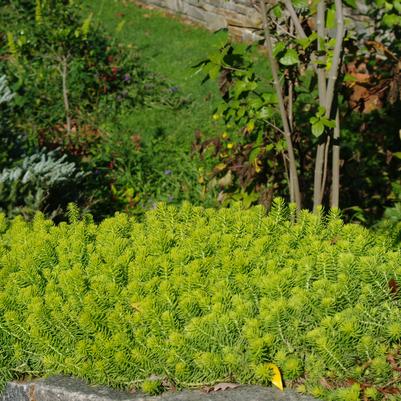 Sedum rupestre Angelina