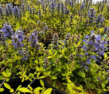 Ajuga reptans Feathered Friends™ 'Cordial Canary' - Bugleweed from Pleasant Run Nursery