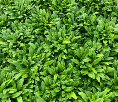 Ajuga reptans Feathered Friends 'Cordial Canary' - Bugleweed from Pleasant Run Nursery