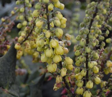 Mahonia bealei 