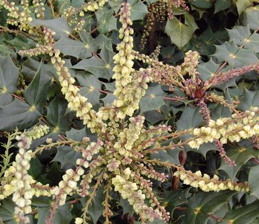 Mahonia bealei