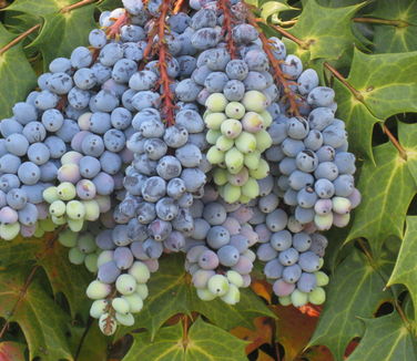 Mahonia bealei - Leatherleaf Mahonia (NYBG)