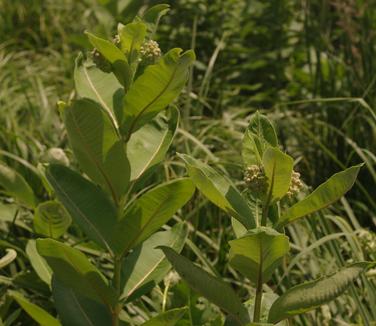 Asclepias syriaca - Common Milkweed from Pleasant Run Nursery
