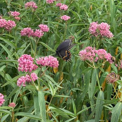 Asclepias incarnata Soulmate