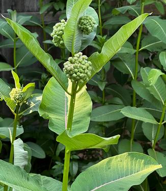 Asclepias syriaca - Common Milkweed from Pleasant Run Nursery