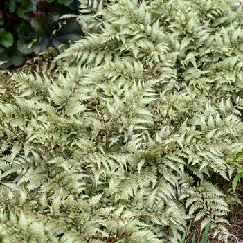 Athyrium nipponicum 'Pictum Godzilla' - (Photo Walters Gardens)