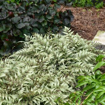 Athyrium nipponicum 'Pictum Godzilla' - (Photo Walters Gardens)