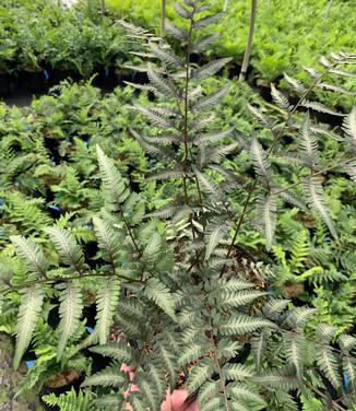 Athyrium nipponicum 'Godzilla' - Fern- Japanese Painted fern from Pleasant Run Nursery