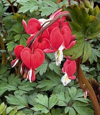 Dicentra spectabilis 'Valentine' - Bleeding Heart from Pleasant Run Nursery