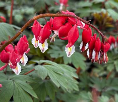 Dicentra spectabilis 'Valentine' - Bleeding Heart from Pleasant Run Nursery