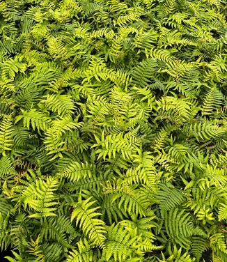 Dryopteris wallichiana 'Jurassic Gold' - Wallich's Wood Fern from Pleasant Run Nursery