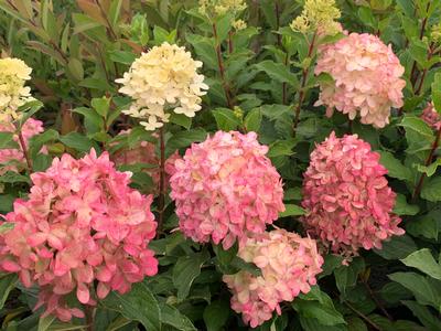 Hydrangea paniculata Limelight Prime - Hardy Hydrangea from Pleasant Run Nursery