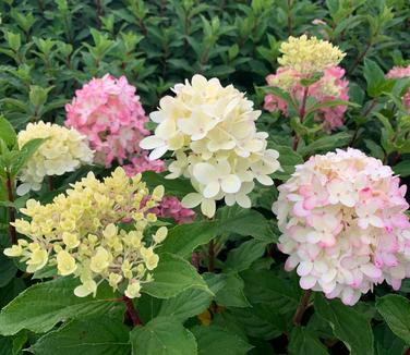 Hydrangea paniculata Limelight Prime - Hardy Hydrangea from Pleasant Run Nursery