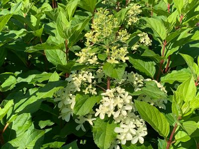 Hydrangea paniculata Quick Fire Fab- Hardy Hydrangea from Pleasant Run Nursery