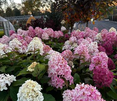 Hydrangea paniculata 'Quick Fire Fab®' - Hardy Hydrangea from Pleasant Run Nursery