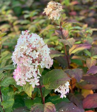 Hydrangea paniculata Quick Fire Fab - Hardy Hydrangea from Pleasant Run Nursery