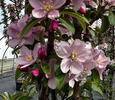 Malus x adstrigens Emerald Spire® - Flowering Crabapple from Pleasant Run Nursery