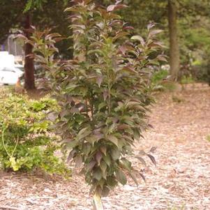 Styrax japonicus Evening Light