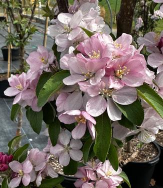 Malus x adstrigens Emerald Spire® - Flowering Crabapple from Pleasant Run Nursery