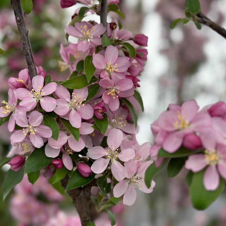 Malus x adstrigens Emerald Spire - Flowering Crabapple from Pleasant Run Nursery