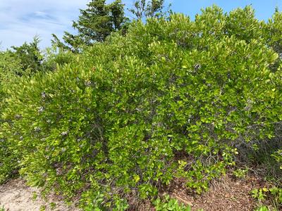 Myrica pensylvanica