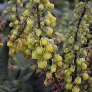 Mahonia bealei 