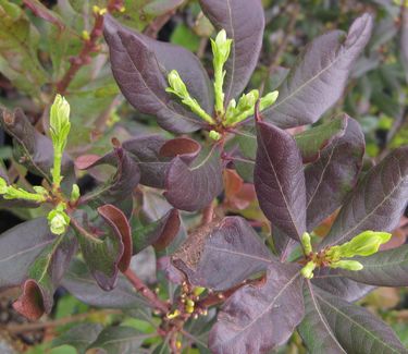 Myrica pensylvanica 