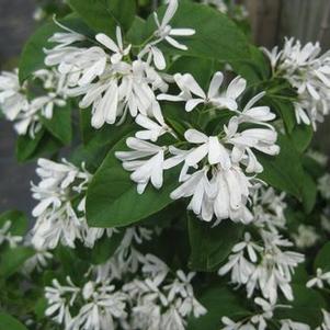 Chionanthus retusus Tokyo Tower