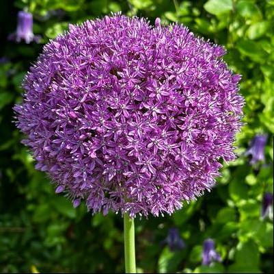 Allium x Gladiator