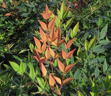 Nandina domestica Gulfstream™ 