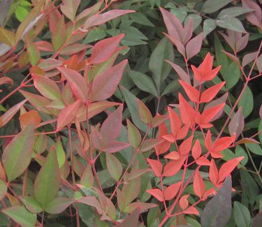 Nandina domestica Gulfstream™ - Heavenly Bamboo (Fall color)