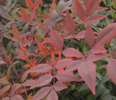 Nandina domestica Gulfstream™ - Heavenly Bamboo (Fall color)