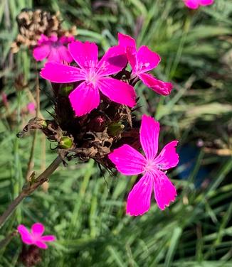 Dianthus carthusianorum - Clusterhead Pinks from Pleasant Run Nursery