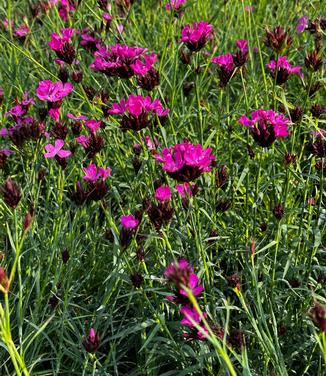 Dianthus carthusianorum - Clusterhead Pinks from Pleasant Run Nursery