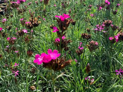 Dianthus carthusianorum - Clusterhead Pinks from Pleasant Run Nursery