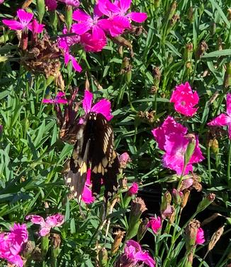 Dianthus carthusianorum - Clusterhead Pinks from Pleasant Run Nursery