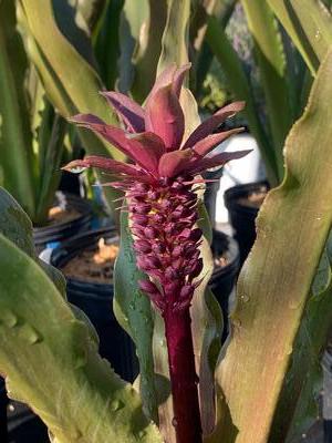 Eucomis comosa 'African Night' - Pineapple Lily from Pleasant Run Nursery