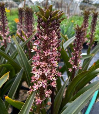 Eucomis comosa 'African Night' - Pineapple Lily from Pleasant Run Nursery