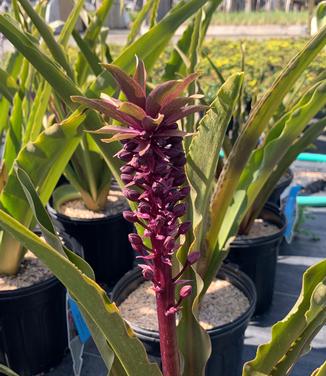 Eucomis comosa 'African Night' - Pineapple Lily from Pleasant Run Nursery