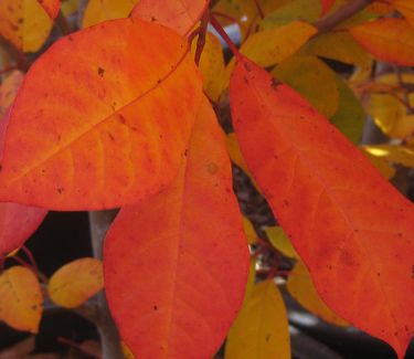 Nyssa sylvatica 'Wildfire' - Black Tupelo or Sourgum (Fall color)