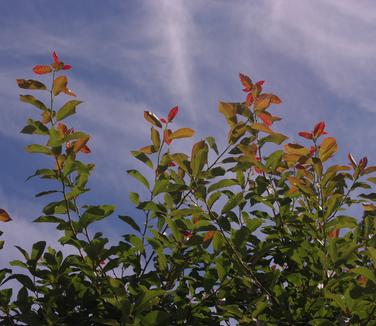 Nyssa sylvatica 'Wildfire'