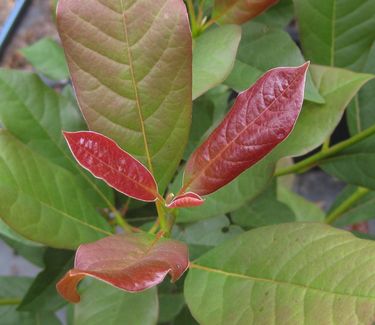 Nyssa sylvatica 'Wildfire' - Black Tupelo or Sourgum 